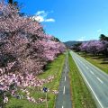 約3千本の桜が植えられている二十間道路桜並木。 開花時期には20万人の観光客が訪れる