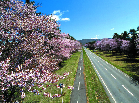約3千本の桜が植えられている二十間道路桜並木。 開花時期には20万人の観光客が訪れる