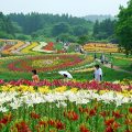 開園期間中2万人が訪れる一迫ユリ園